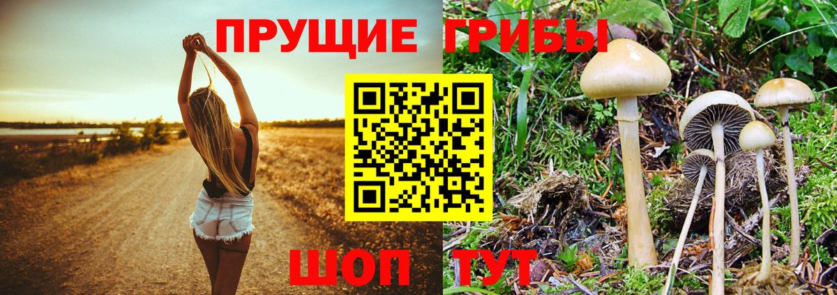 Галлюциногенные грибы ЛСД  Вход с VPN  Новозыбков  Псилоцибиновые грибы мицелий 